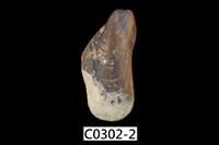 藏品(雲雀殼菜蛤)的圖片